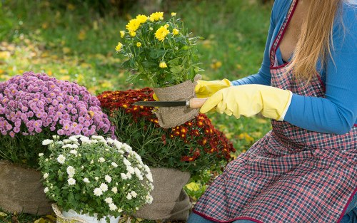 The image shows a gardener sitting outdoors in a landscaped garden with a lush grass lawn and various flowering plants. The gardener, wearing a blue long-sleeved top, an apron, and yellow gardening gloves, is tending to potted plants, one with bright yellow flowers and others with white and purple blooms, arranged on a stone or concrete surface. In the background, there are green shrubs and a blurred backdrop of more greenery, suggesting a well-maintained garden environment. The scene is illuminated by natural daylight, indicating fair weather, and the overall setting reflects a tidy and cared-for outdoor space suitable for gardening services offered by Lawn Mowing Staines, enhancing the aesthetic and health of domestic gardens in the Staines area.